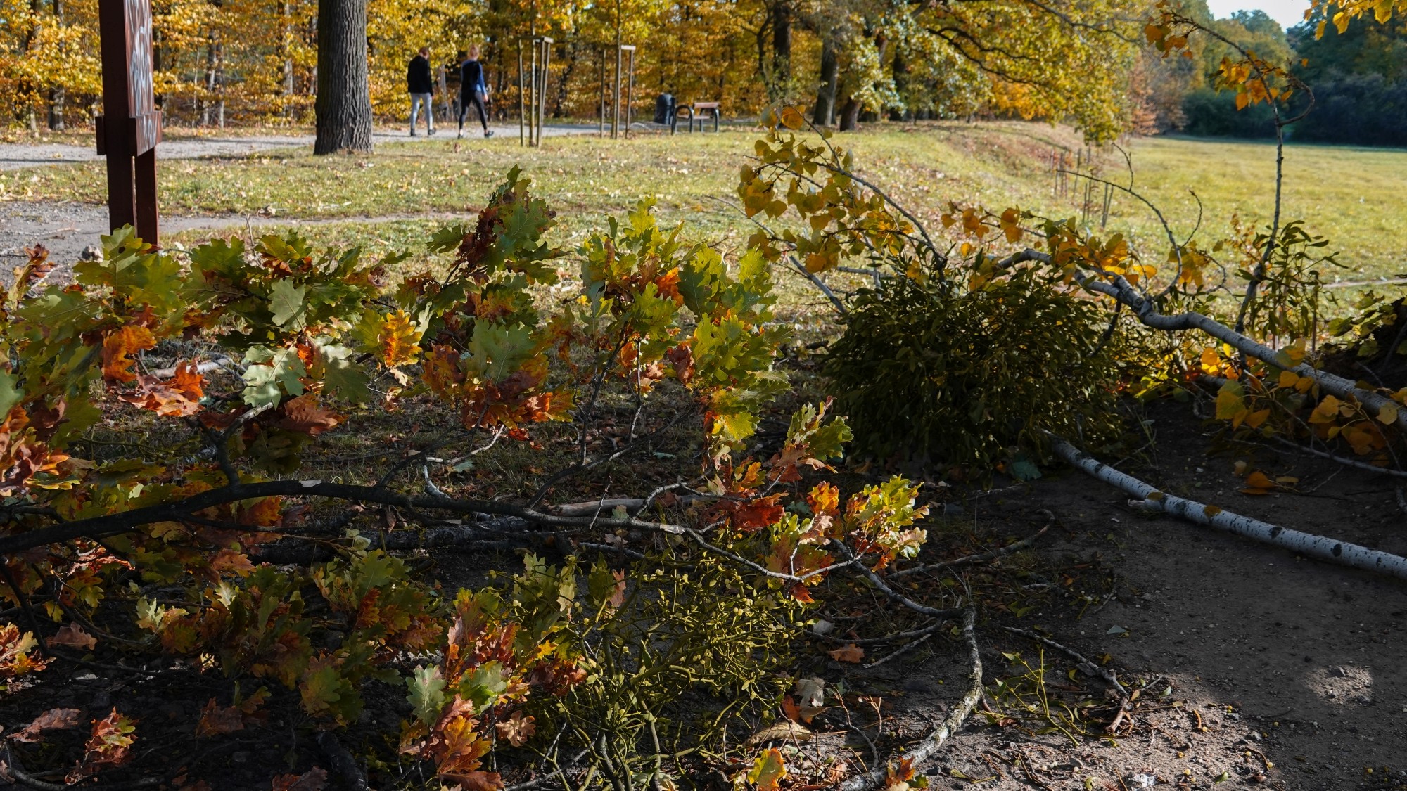 Wichura w Polsce - zdjęcie 13