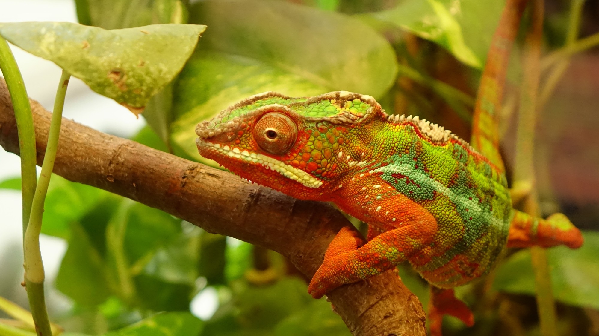 Z kamerą wśród zwierząt - zdjęcie 13