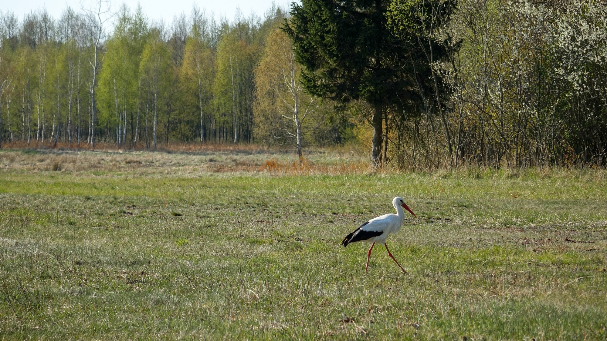 Kwiecień w obiektywie - zdjęcie 19
