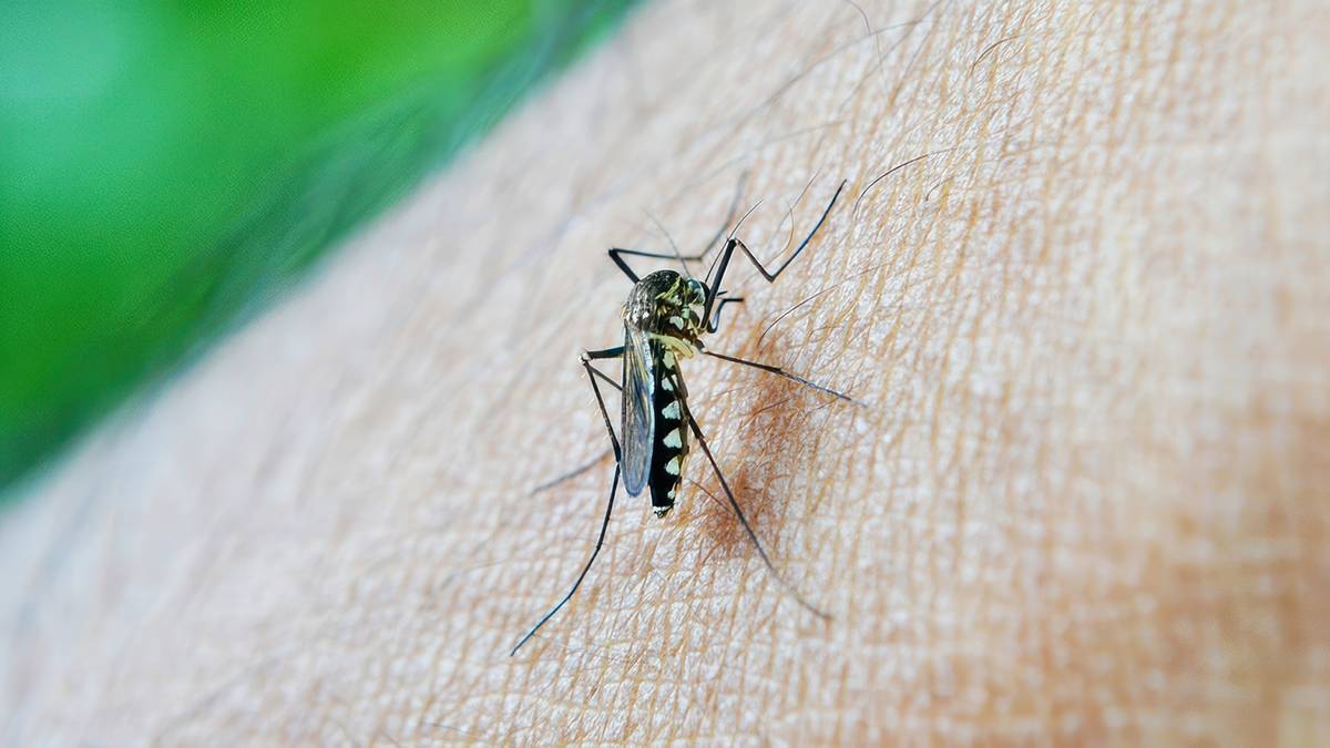Co się stało z komarami? Fot. Pixabay.