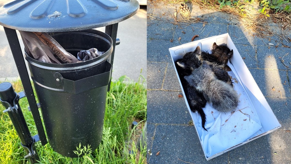 Zduńska Wola: Cztery małe koty znalezione w śmietniku. Były w plastikowej torbie