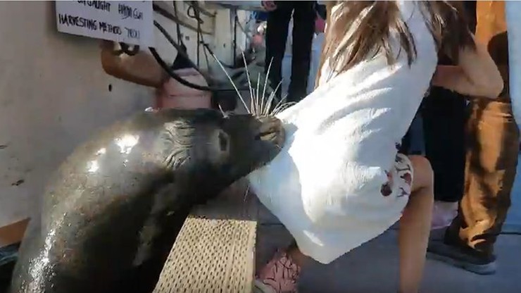 Lew morski wciągnął dziecko pod wodę. Jest nagranie z kamery