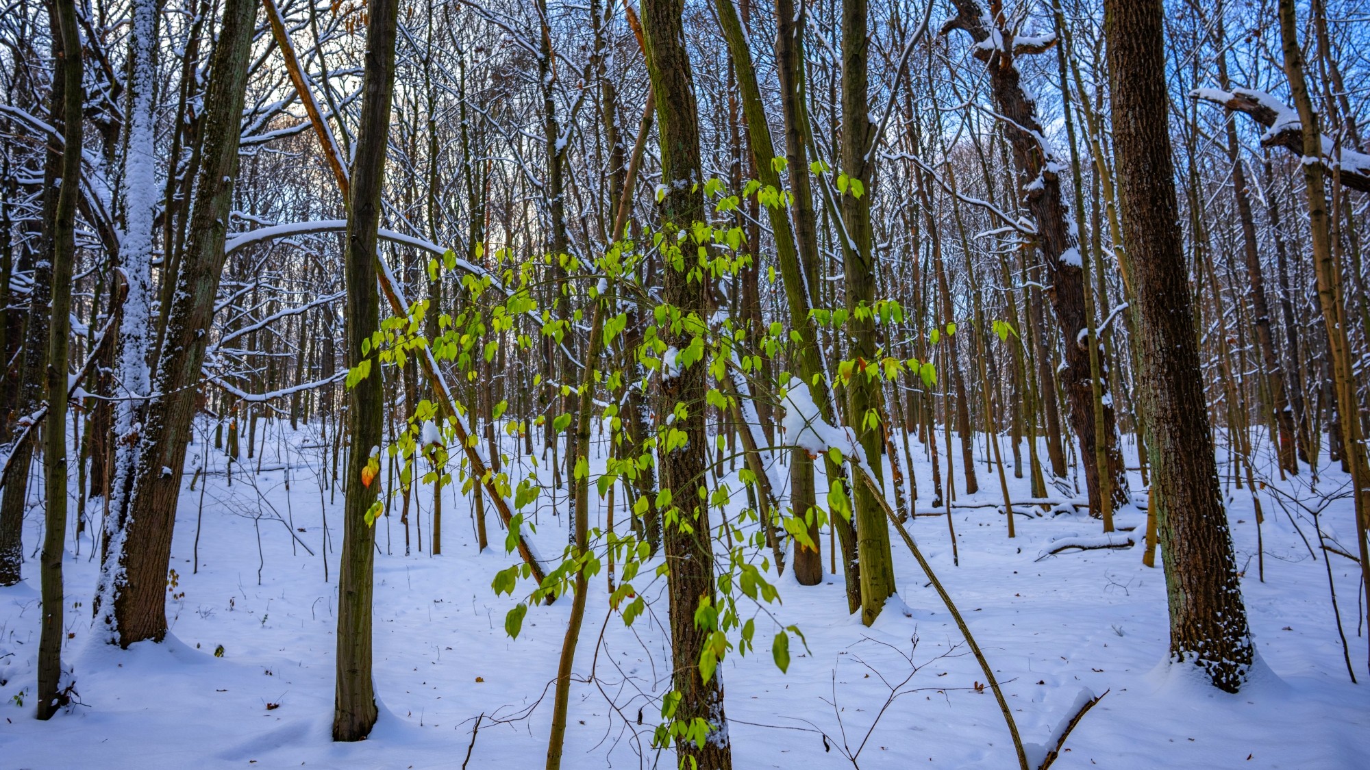 Różne oblicza zimy - zdjęcie 30