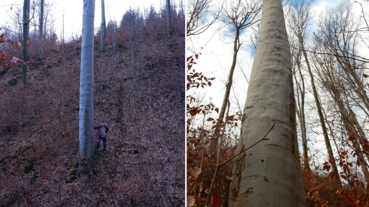 Buk-rekordzista. Najwyższe drzewo liściaste w Polsce