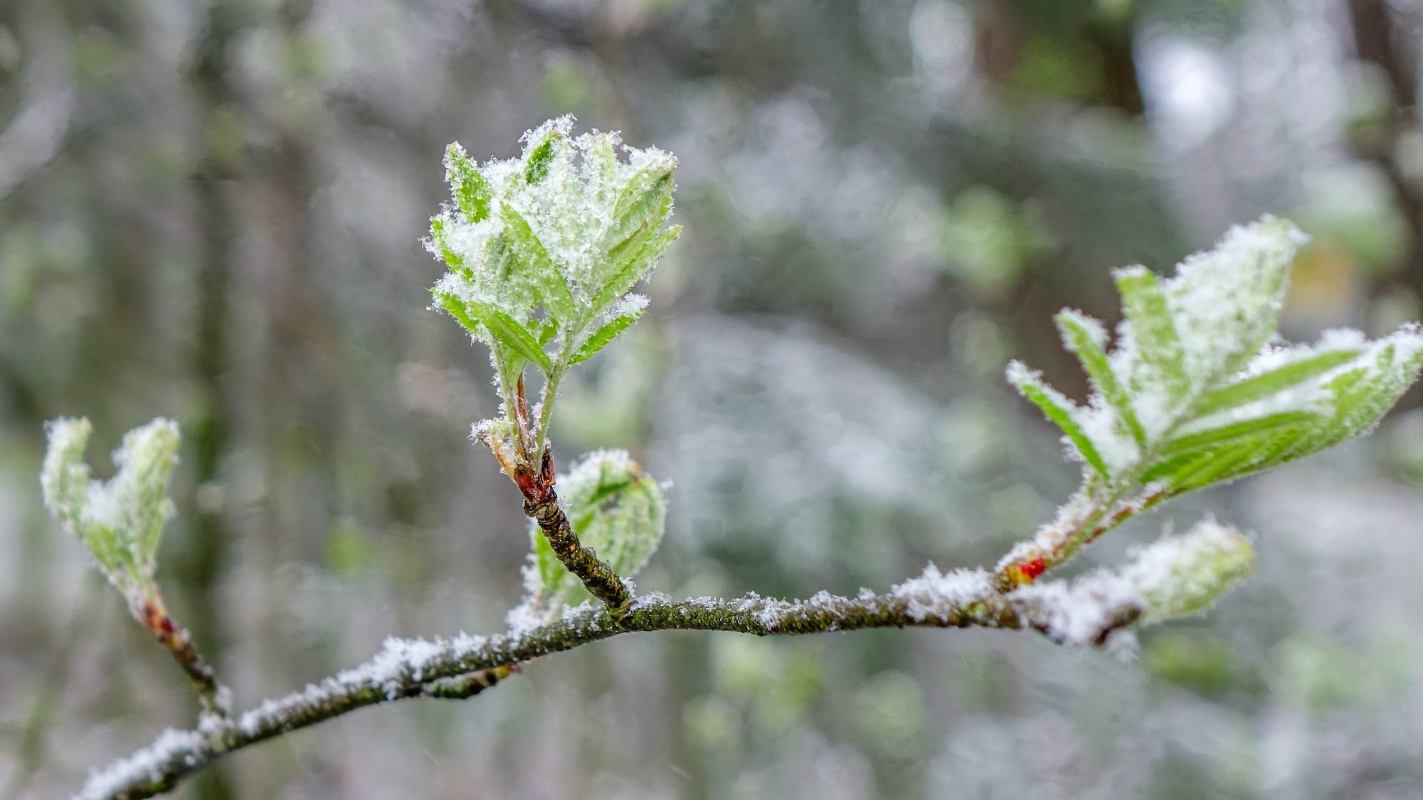 Zima w maju - zdjęcie 7