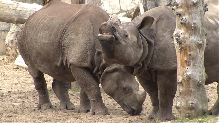 Indyjskie nosorożce potrzebują pomocy. Zbiórkę organizuje zoo we Wrocławiu