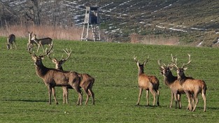 02.03.2021 10:30 Czy zima bez śniegu jest brzydka, a może urocza? Zobacz i zdecyduj