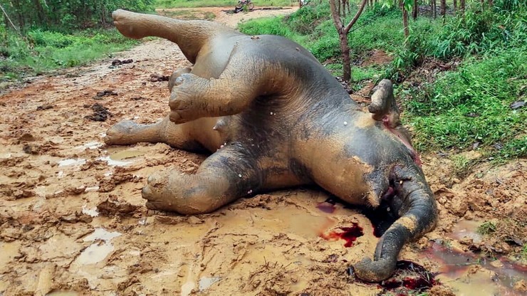 Ciężarna słonica zagrożonego gatunku znaleziona martwa. "Podejrzewa się otrucie"