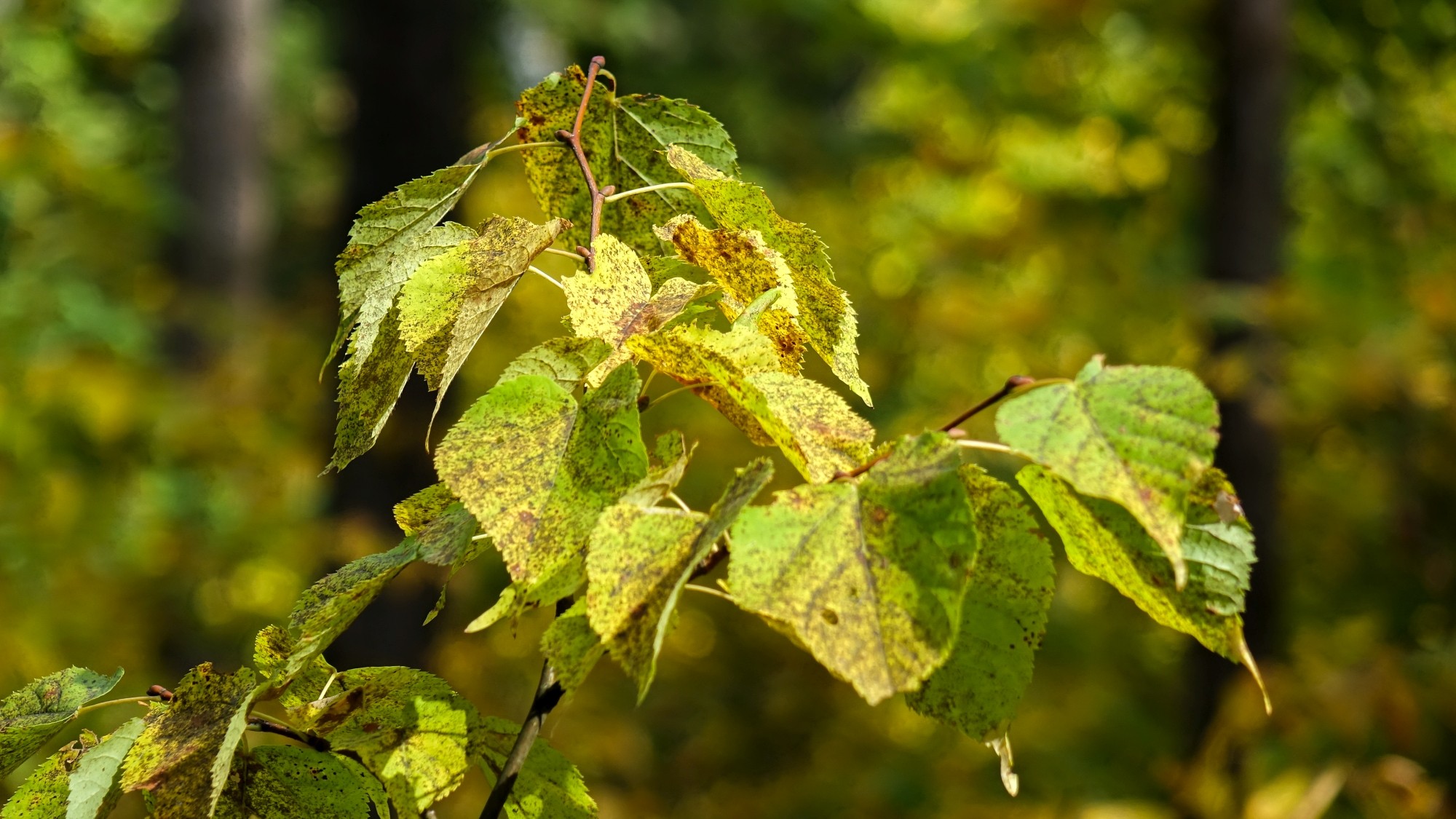 Późne lato na łonie natury - zdjęcie 30