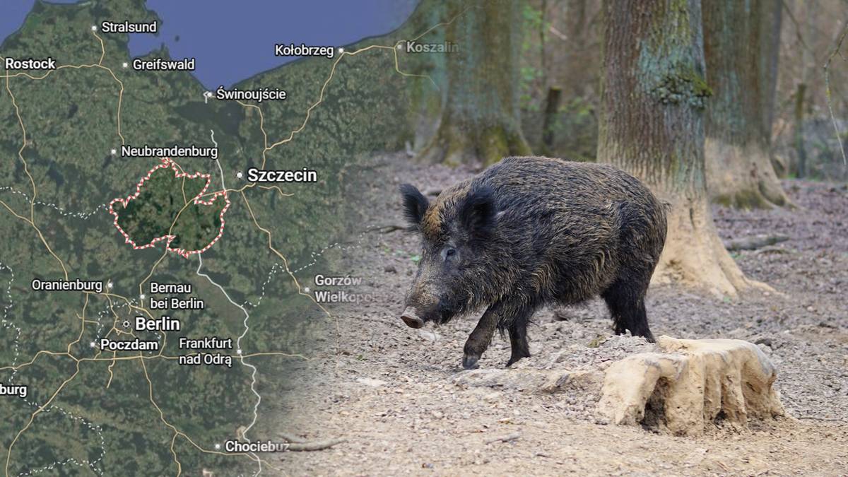 ASF u dzika w niemieckim powiecie przy granicy z Polską — pierwszy przypadek od roku