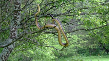 Wąż dusiciel w Bieszczadach. Żyje ich tam ponad 100