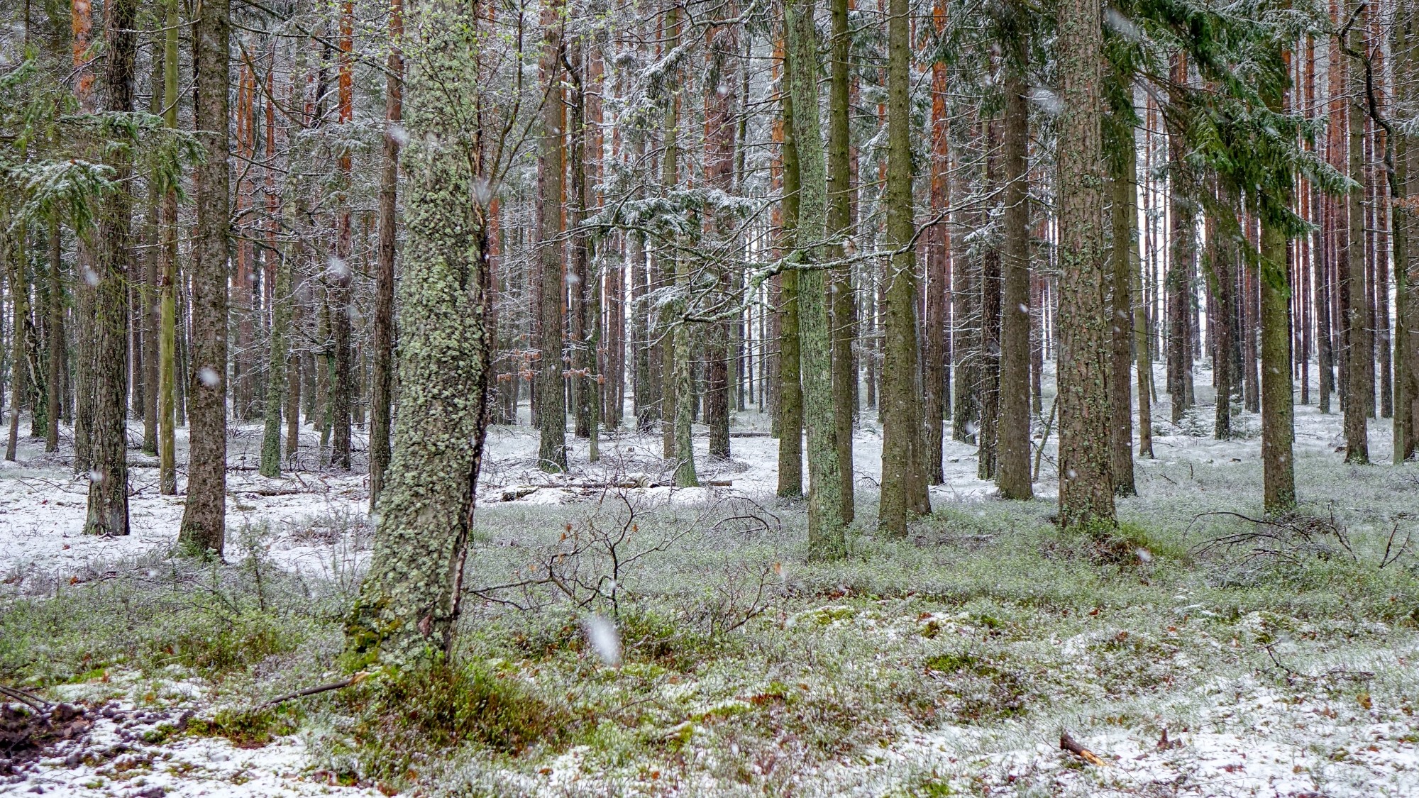 Zima w maju - zdjęcie 11