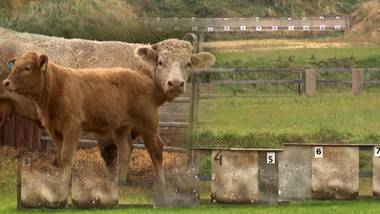 Strzelnica obok wsi. Cierpią zwierzęta i ludzie