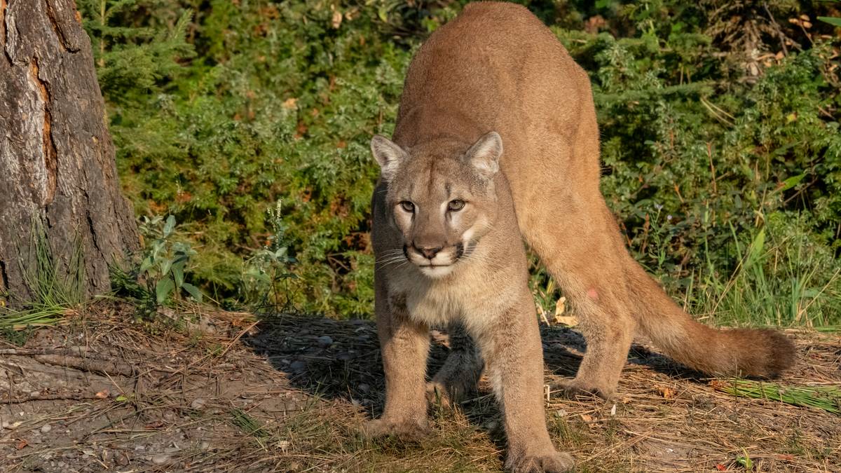 Puma grasuje na Dolnym Śląsku? Alarm po powiadomieniu od kobiety