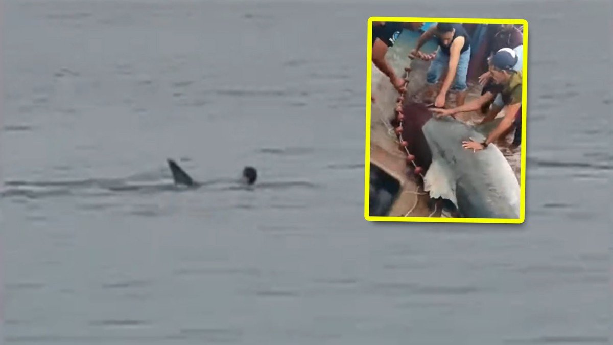 Egipt: Śmiertelny atak rekina. Nie żyje Rosjanin. Ogromna ryba trafi do muzeum