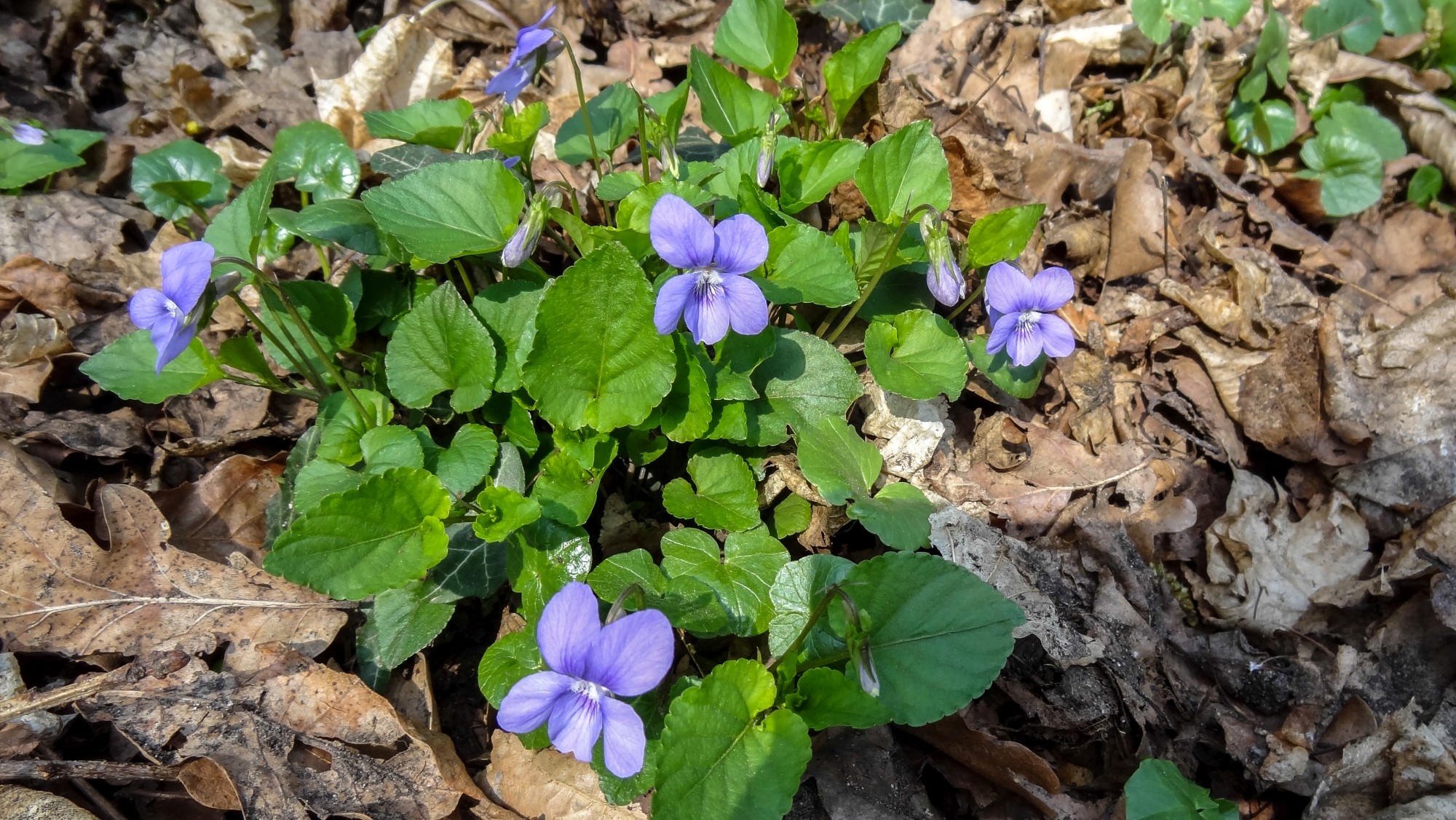 Kwitnąca wiosna - zdjęcie 10