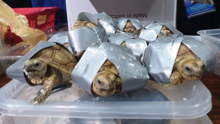 Ponad 1,5 tys. żółwi ukrytych w walizkach. Miały zostać sprzedane na czarnym rynku
