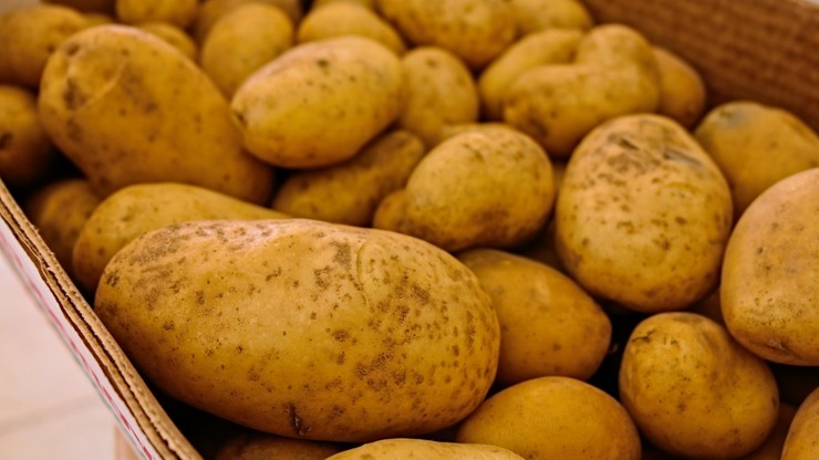 Groźna bakteria w ziemniakach z Egiptu. Resort rolnictwa chce wprowadzić zakaz importu