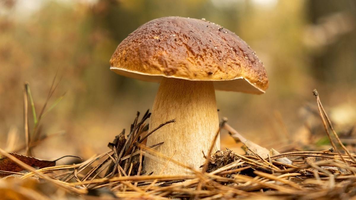 Mnóstwo grzybów w lasach. Czegoś takiego dawno nie było