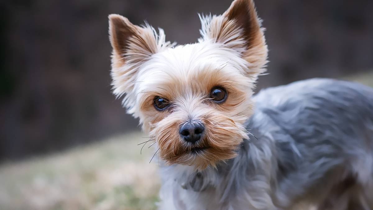 Yorkshire terrier