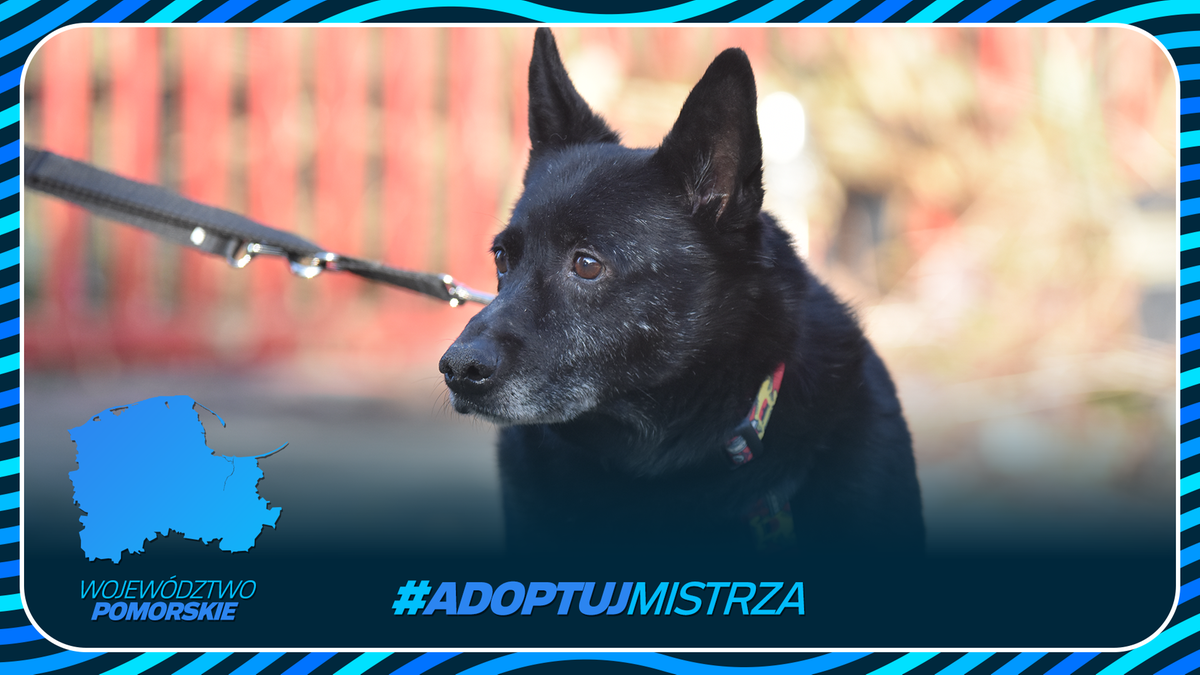 Portret czarnego psa na smyczy z widocznym fragmentem mapy wojew&oacute;dztwa pomorskiego i hasztagiem #ADOPTUJ MISTRZA