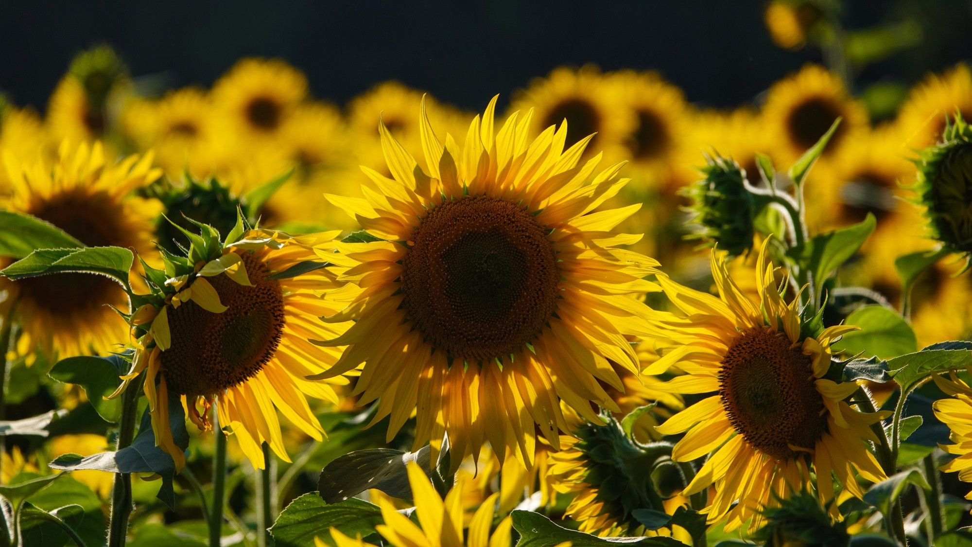 Od morza po góry - zdjęcie 28