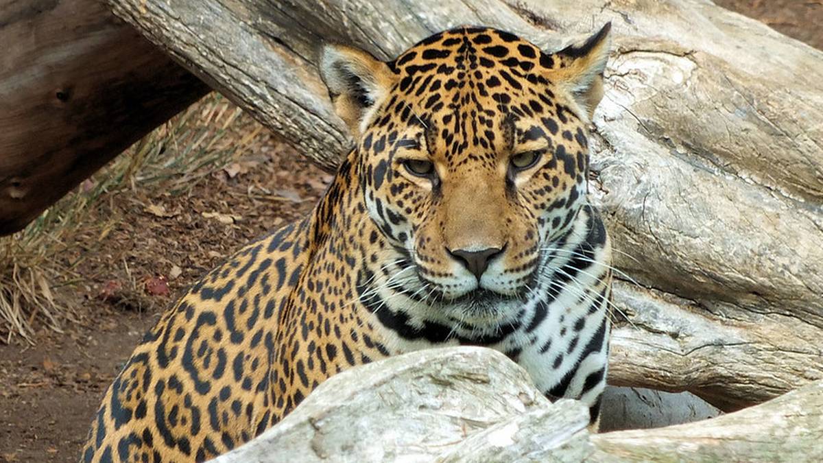 Tragedia w jerozolimskim zoo. Zwierzę zaatakowało pracownika