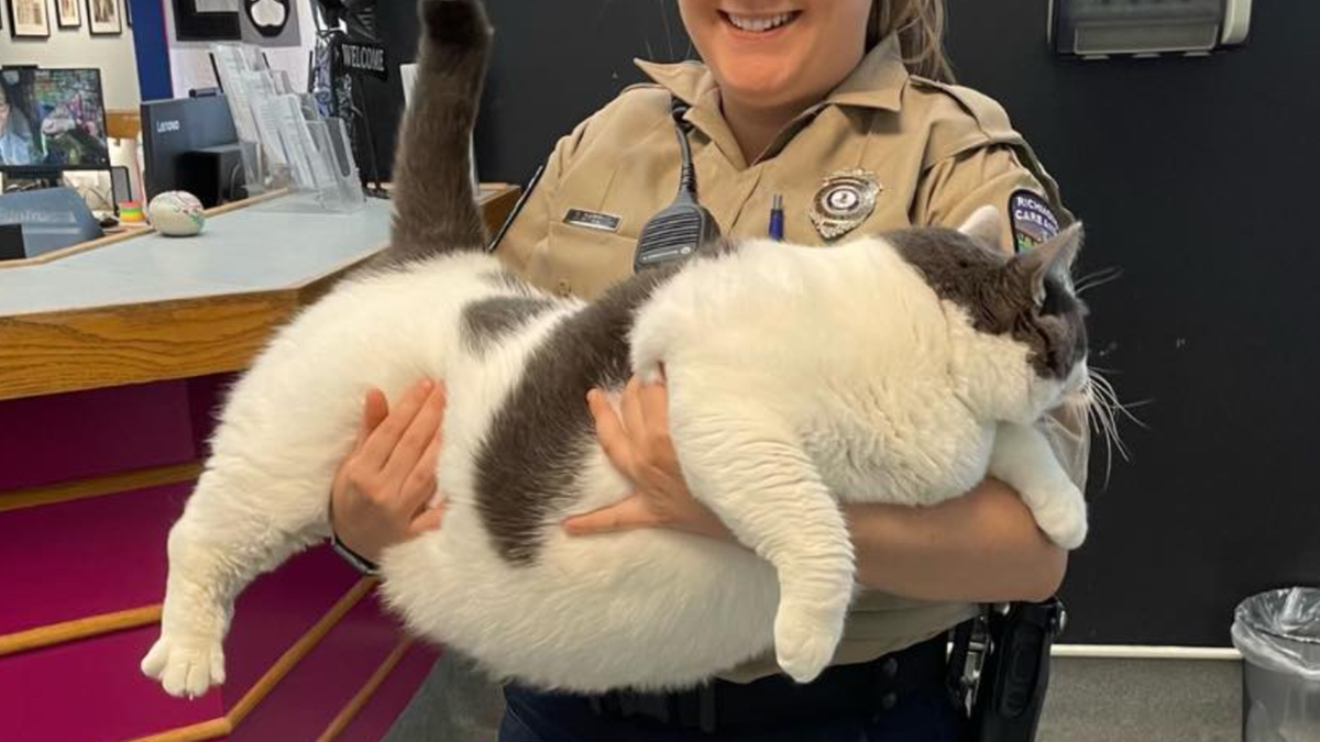 USA: "Największy kot jakiego kiedykolwiek widziano". Waży 18 kilogramów