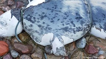 Kolejne martwe foki na Wybrzeżu. Według biologów raczej nie zabił ich człowiek