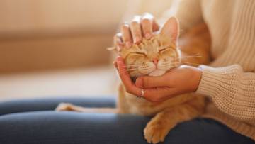 Osoba głaszcze rudego kota po głowie, kot wygląda na zadowolonego.