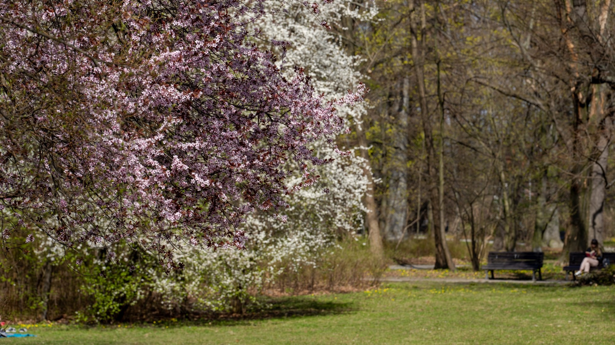 Miejska przyroda - zdjęcie 46