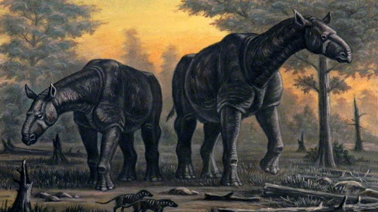 Odkryty w Chinach bezrogi nosorożec olbrzymi był wyższy od żyrafy. Nowe badania