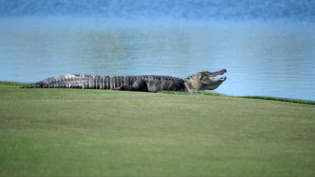 Mieszkaniec Florydy powrócił do domu. Na posesji czekał aligator