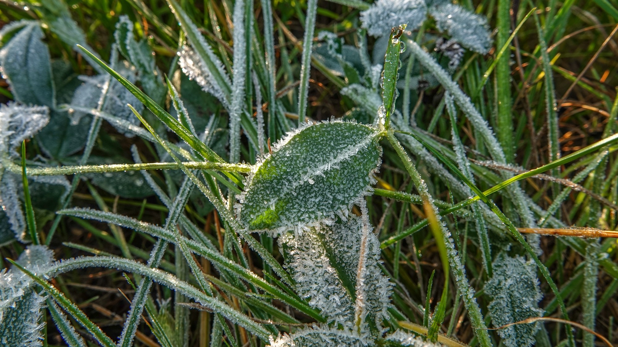 Szron pod lupą - zdjęcie 39