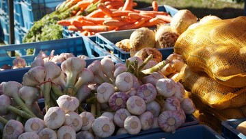 Susza nie odpuszcza. Warzywa wciąż drogie: ziemniaki 2,33 za kg, pietruszka - 11 zł, seler - 5 zł