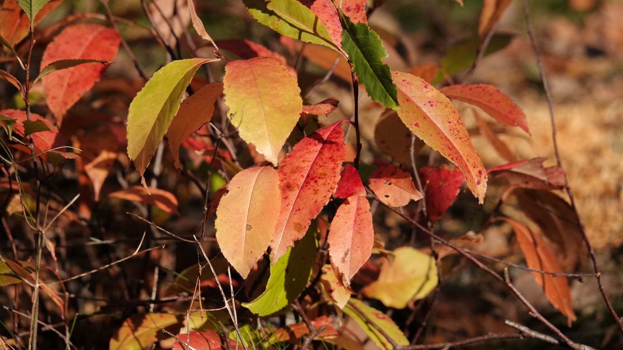 Jesienne klimaty - zdjęcie 47