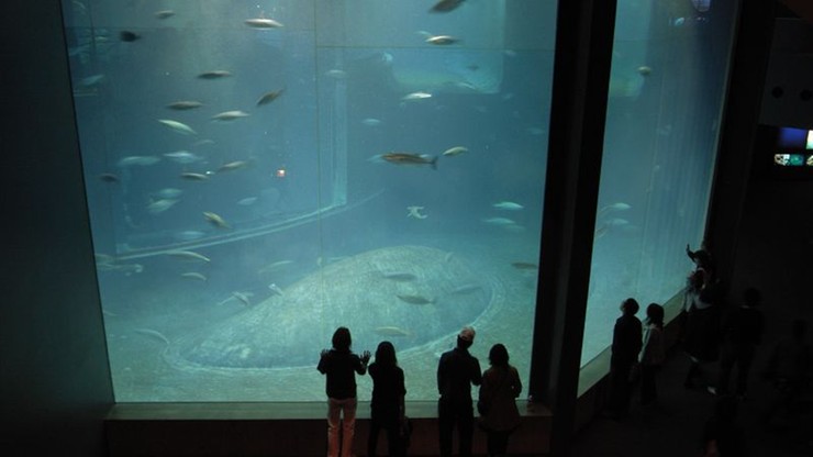 Padły prawie wszystkie ryby z wielkiego zbiornika w akwarium w Tokio. Prawdopodobnie z niedotlenienia