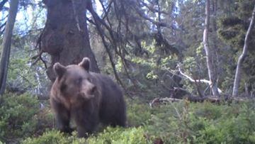 Babiogórski niedźwiedź spaceruje po lesie. Nagranie z wideo-pułapki