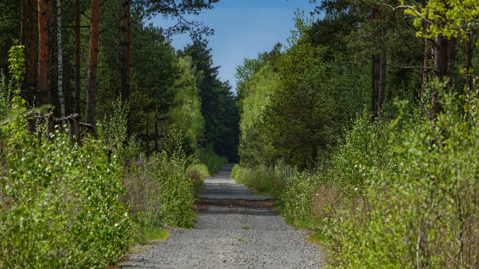 Całe piękno późnej wiosny - zdjęcie 42