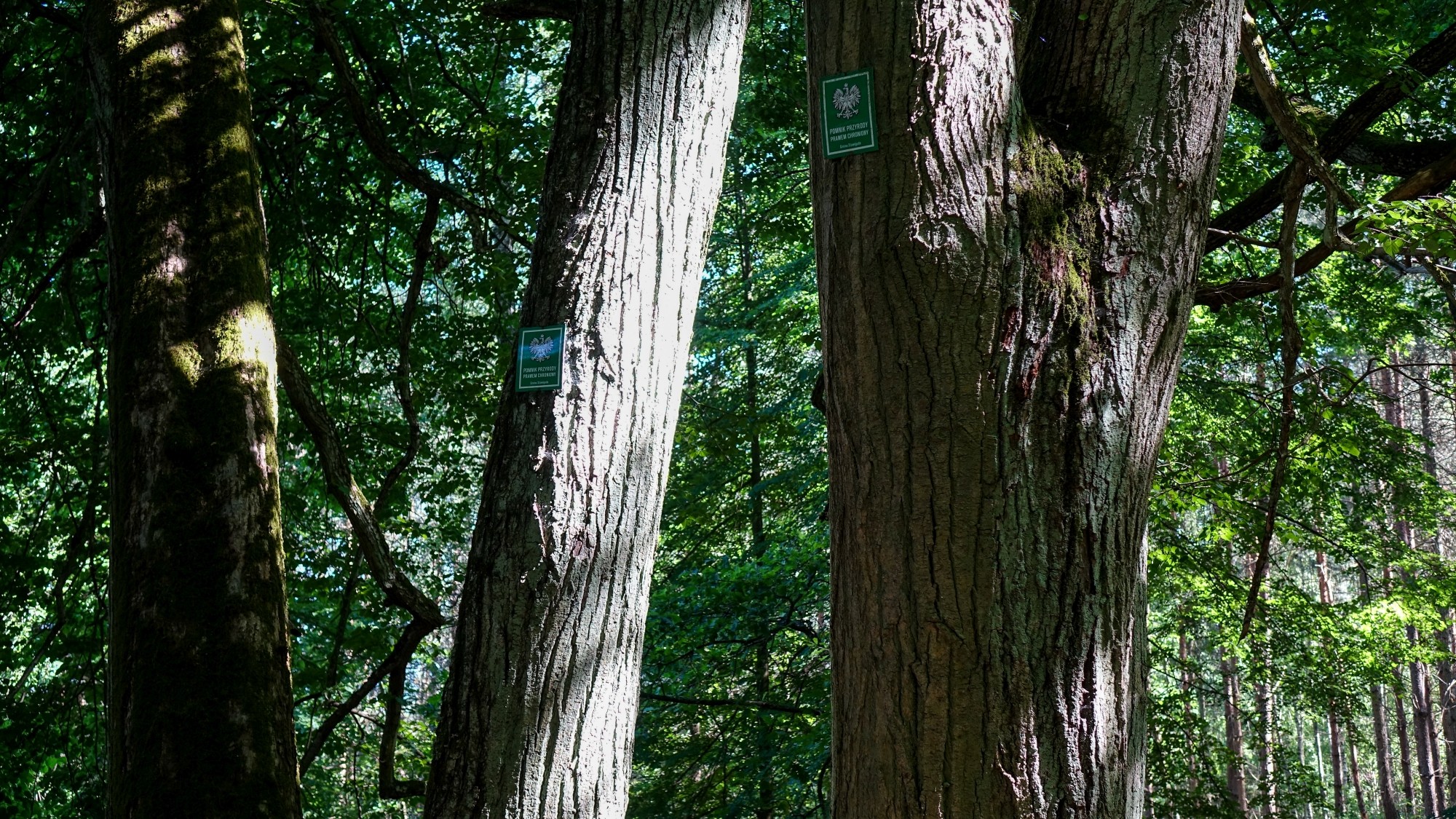 Czerwiec w obiektywie - zdjęcie 52