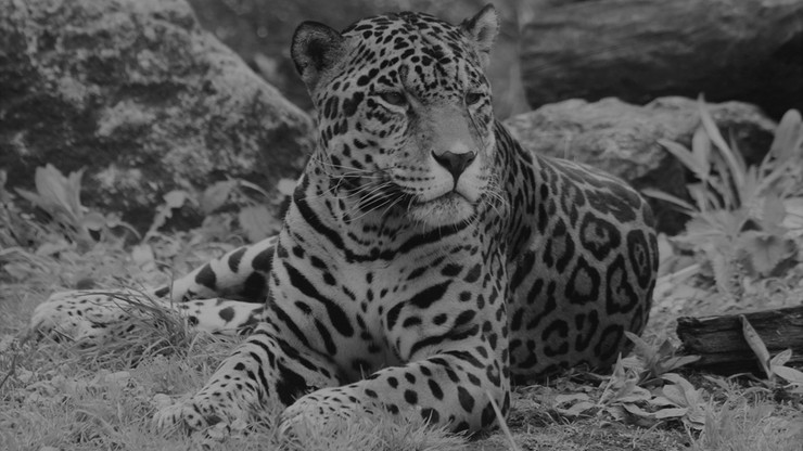Warszawa. Nie żyje jaguar Kali. Był jednym z najstarszych zwierząt w ZOO