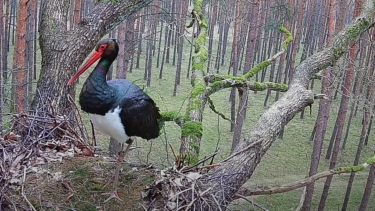 Skierka znów w Polsce. Najsłynniejszy bocian wrócił z Grecji