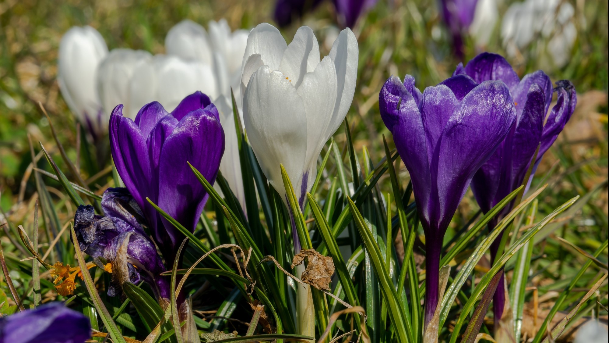 Kraina krokusów - zdjęcie 17
