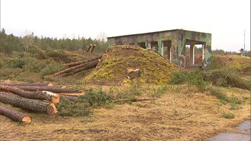 Resort środowiska: wycinka drzew w Łebie była nielegalna