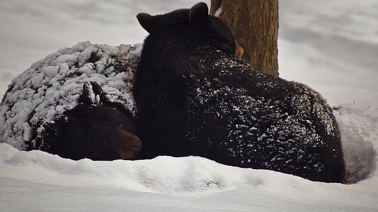 Zamknięty szlak w Tatrach z powodu śpiącej niedźwiedzicy