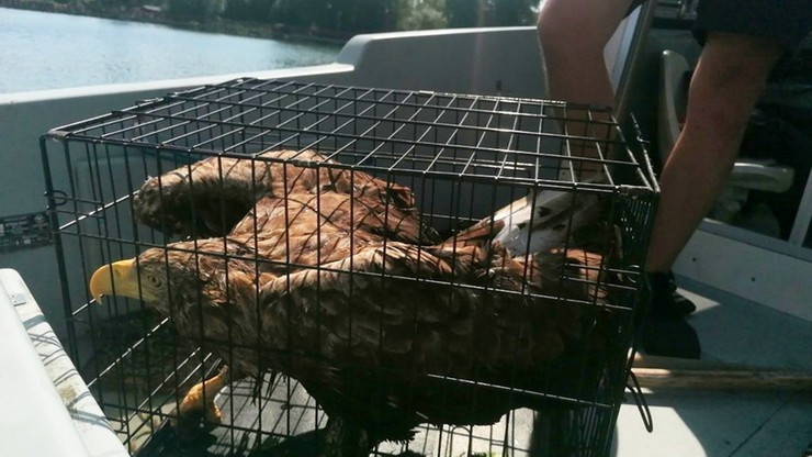 Jezioro Chełmżyńskie. Policjanci uratowali orła bielika. Ptak dryfował, był wykończony