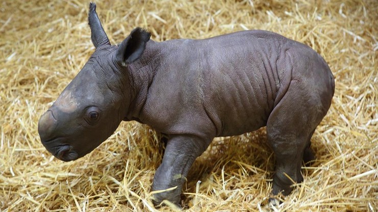 Niemcy. W zoo urodził się mały nosorożec. Został uśpiony