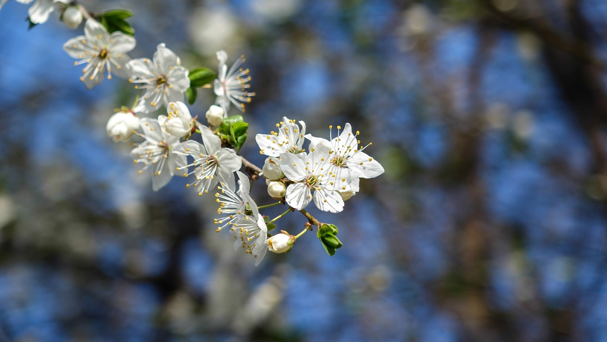 Kwitnąca wiosna - zdjęcie 26