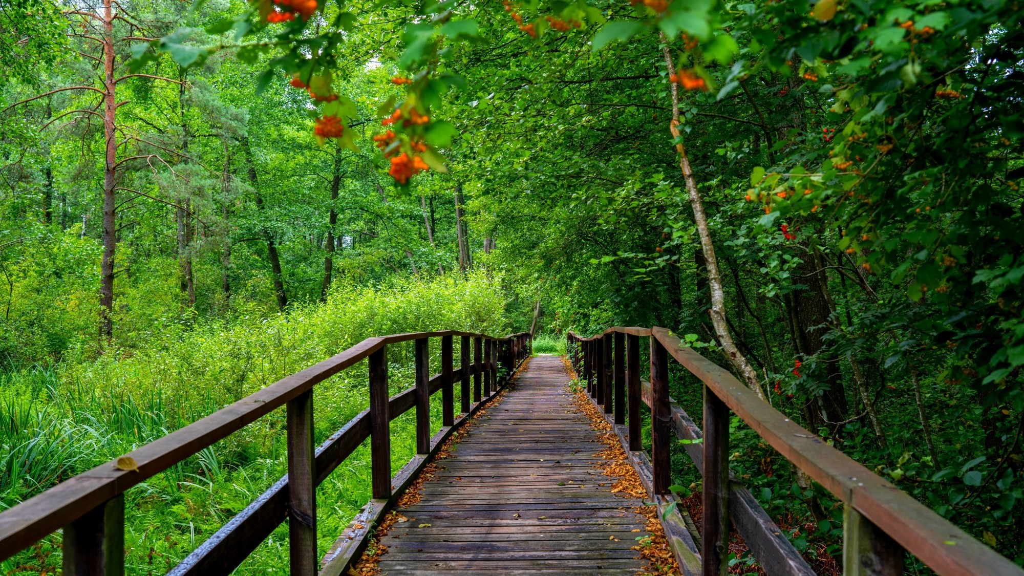 Wśród natury - zdjęcie 30