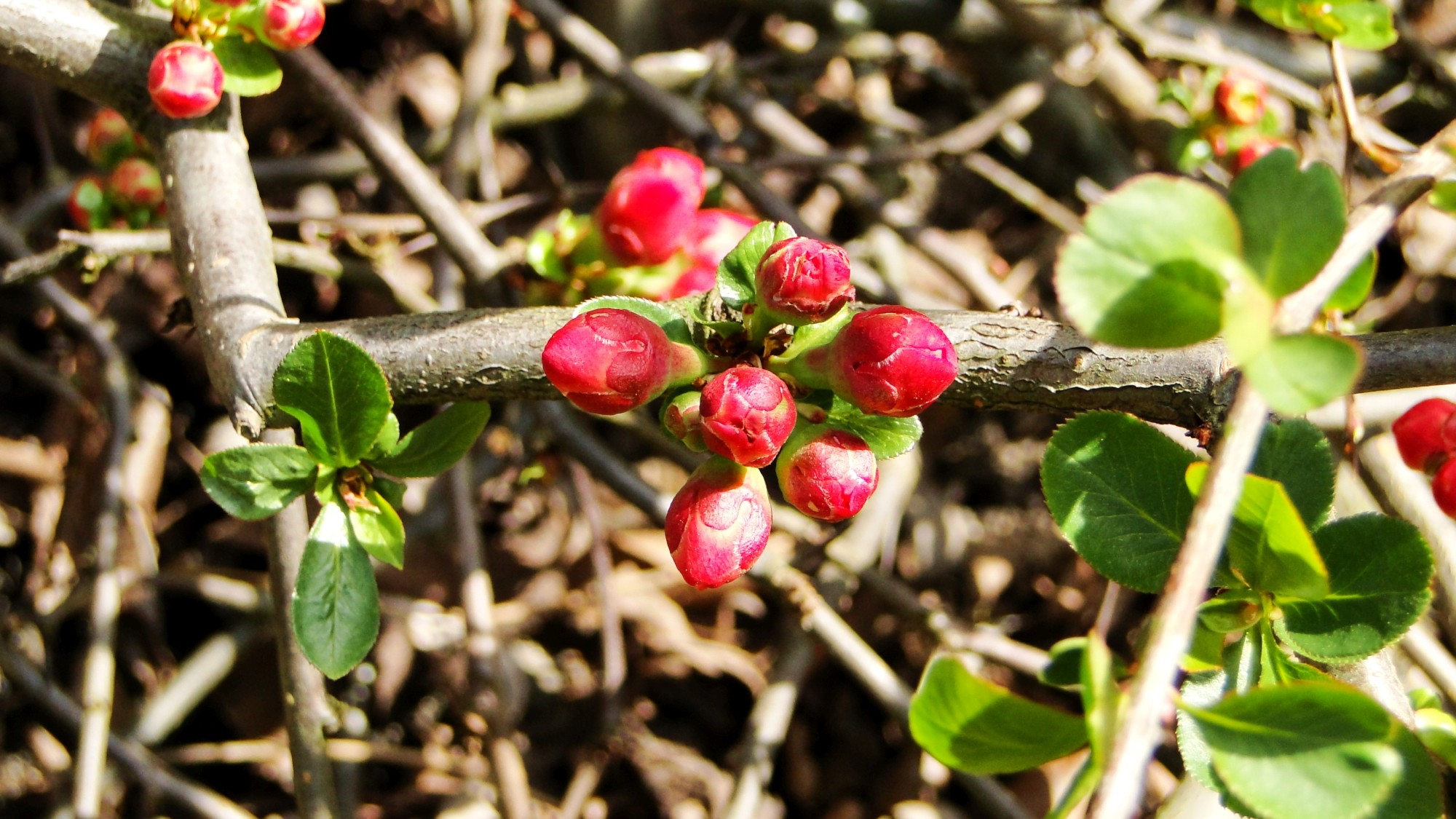 Wiosna radosna - zdjęcie 23